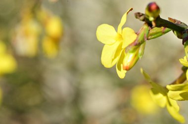  Kış yasemin çiçekleri dalda, yakın 