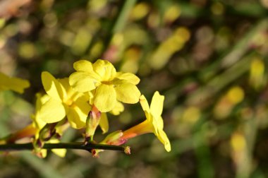  Kış yasemin çiçekleri dalda, yakın 
