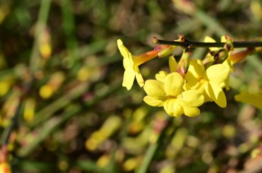  Kış yasemin çiçekleri dalda, yakın 