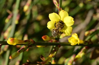  Kış yasemin çiçekleri dalda, yakın 