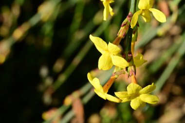  Kış yasemin çiçekleri dalda, yakın 