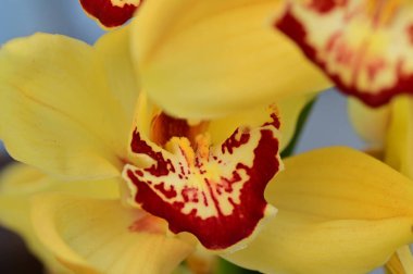 közeli kép a gyönyörű orchidea virág