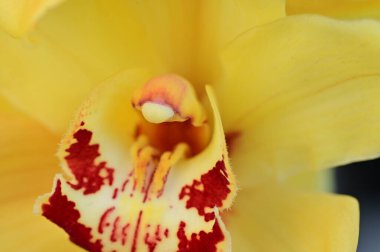 közeli kép a gyönyörű orchidea virág