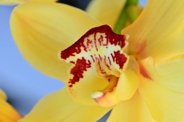 közeli kép a gyönyörű orchidea virág