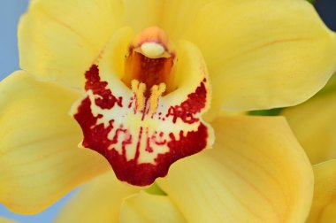 közeli kép a gyönyörű orchidea virág