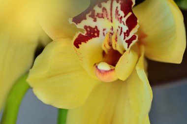 közeli kép a gyönyörű orchidea virág