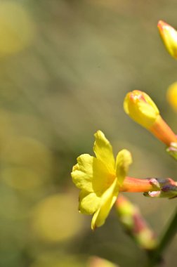  Kış yasemin çiçekleri dalda, yakın 