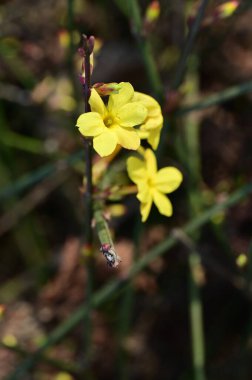  Kış yasemin çiçekleri dalda, yakın 