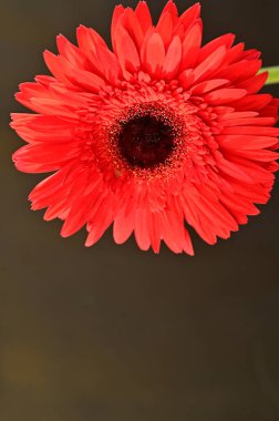 Güzel parlak Gerbera çiçeği, kapat