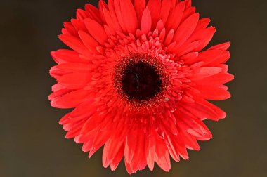 Güzel parlak Gerbera çiçeği, kapat