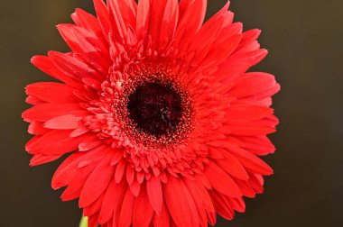 Güzel parlak Gerbera çiçeği, kapat