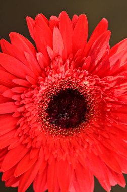 Güzel parlak Gerbera çiçeği, kapat