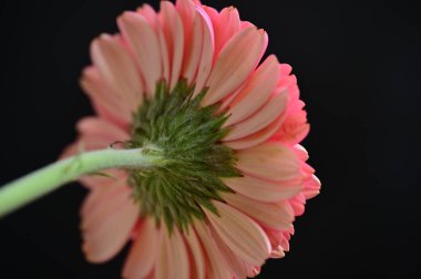 Güzel parlak Gerbera çiçeği, kapat