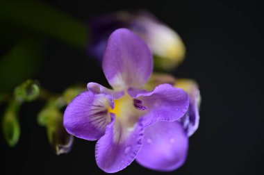 Güzel mor frezya çiçeği