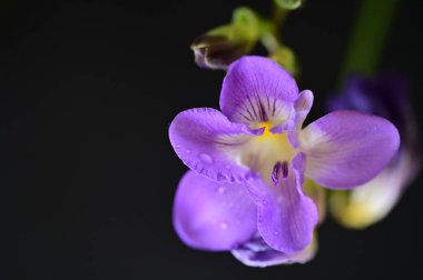 Güzel mor frezya çiçeği