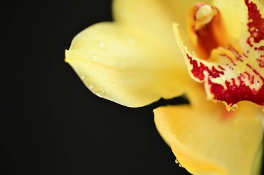 güzel sarı orkide çiçek Close-Up