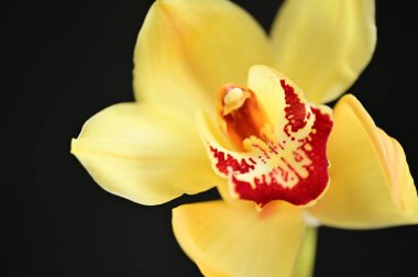 güzel sarı orkide çiçek Close-Up
