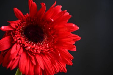 Güzel parlak Gerbera çiçeği, kapat