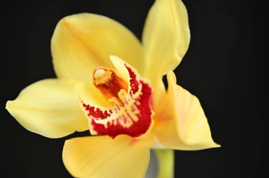 güzel sarı orkide çiçek Close-Up