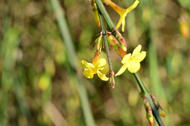  Kış yasemini sarı çiçekleri dalda, yakın 