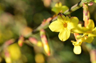  Kış yasemini sarı çiçekleri dalda, yakın 