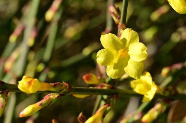  Kış yasemini sarı çiçekleri dalda, yakın 