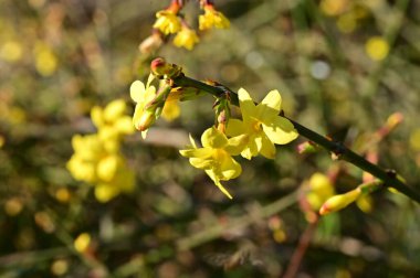  Kış yasemini sarı çiçekleri dalda, yakın 