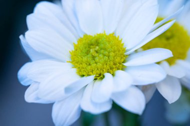  Güzel çiçekler ile kompozisyon