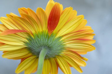 Güzel parlak Gerbera çiçeği, kapat