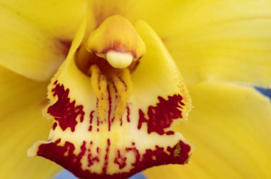 Sarı çiçeğin yakın görüntüsü, yaz konsepti