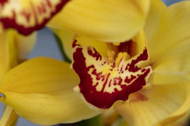 Sarı çiçeğin yakın görüntüsü, yaz konsepti