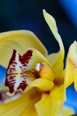 Sarı çiçeğin yakın görüntüsü, yaz konsepti