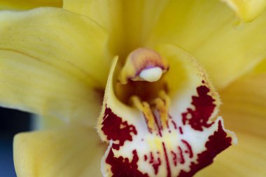 Sarı çiçeğin yakın görüntüsü, yaz konsepti