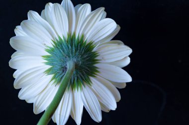 güzel gerbera çiçek üzerinde beyaz izole