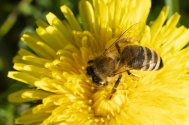 Yaban arısı, bahçedeki sarı çiçeğin üzerinde otururken polen toplar.