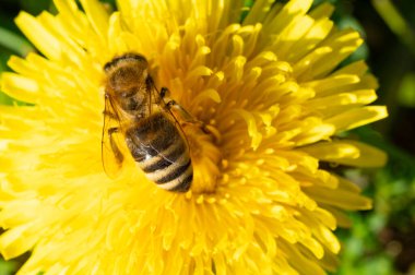 Yaban arısı, bahçedeki sarı çiçeğin üzerinde otururken polen toplar.