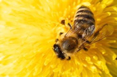Yaban arısı, bahçedeki sarı çiçeğin üzerinde otururken polen toplar.