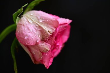 güzel beyaz gül çiçek