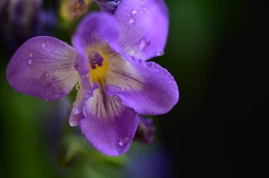 koyu arka plan üzerinde güzel bir çiçek