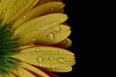 Güzel, parlak, sarı Gerbera çiçeği. Yaklaş.