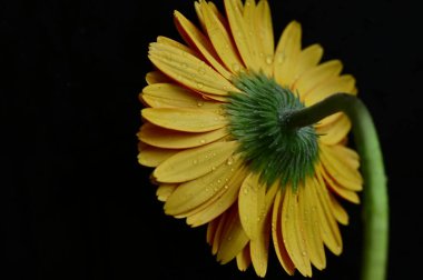 Güzel, parlak, sarı Gerbera çiçeği. Yaklaş.