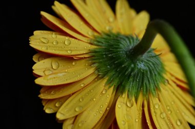 Güzel, parlak, sarı Gerbera çiçeği. Yaklaş.