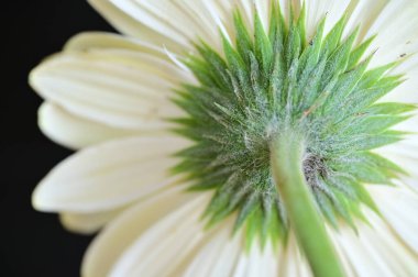 Güzel parlak Gerbera çiçeği, kapat