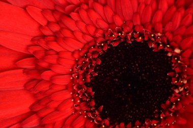 Güzel parlak Gerbera çiçeği, kapat