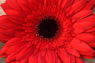 Güzel parlak Gerbera çiçeği, kapat