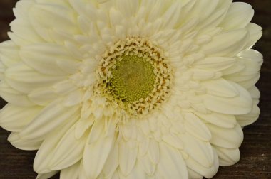 Güzel beyaz Gerbera çiçeği, yaklaş.