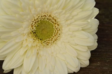 Güzel beyaz Gerbera çiçeği, yaklaş.