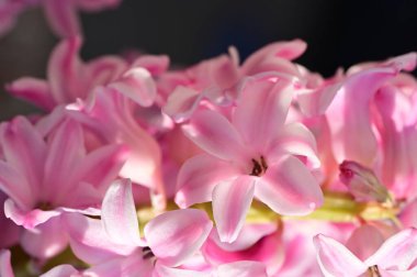 Güzel Sümbül çiçeğinin yakın çekimi