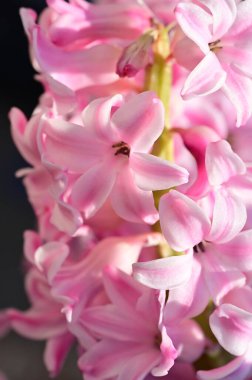 Güzel Sümbül çiçeğinin yakın çekimi