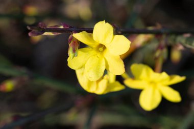 Bahçede yetişen güzel sarı bahar çiçekleri